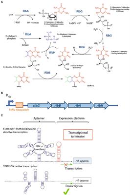 A methodology for the selection and characterization of riboflavin-overproducing Weissella cibaria strains after treatment with roseoflavin